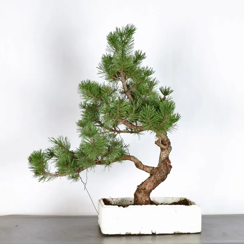 BONSAI PIN MUGO 3-3