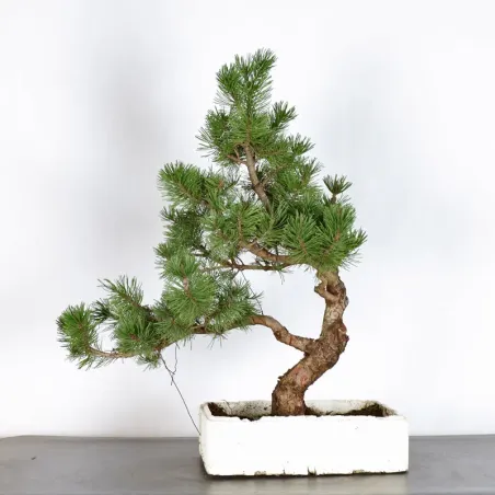 BONSAI PIN MUGO 3-3