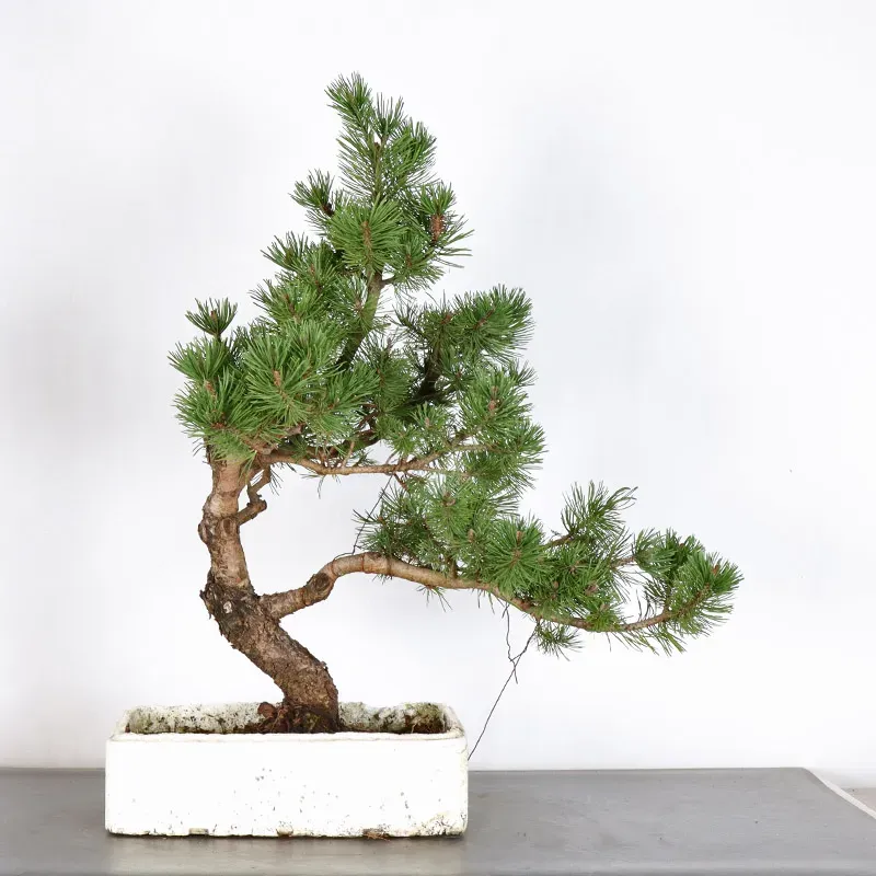 image supplémentaire - BONSAI PIN MUGO 3-3