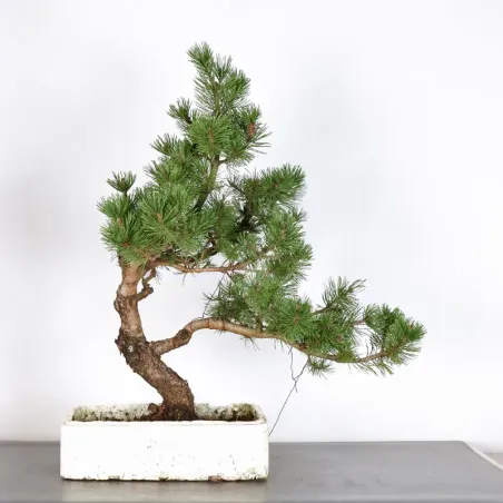 image supplémentaire - BONSAI PINUS MUGO 3-3