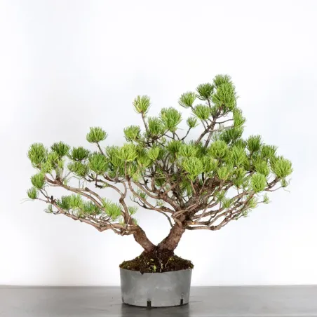 Mugo Bonsai Pine PM-3-4