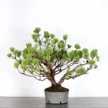 image supplémentaire - BONSAI PIN MUGO 3-4
