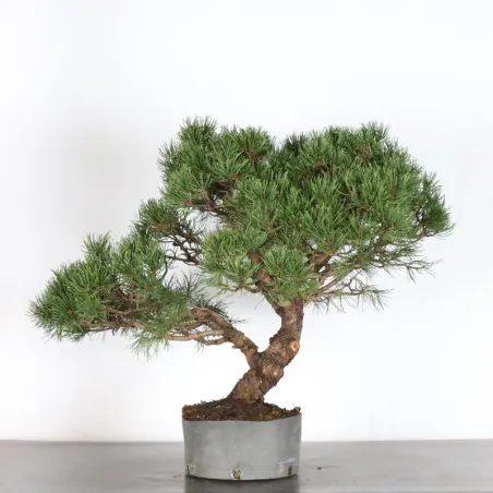 Mugo Bonsai Pine PM-3-5