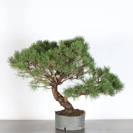 image supplémentaire - PREBONSAI PIN MUGO 3-5