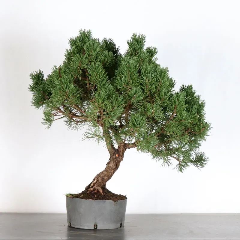 image supplémentaire - PREBONSAI PIN MUGO 3-6