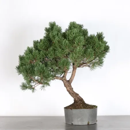 PREBONSAI PIN MUGO 3-6