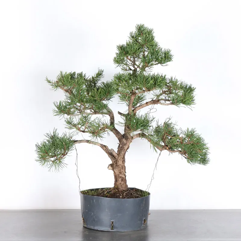 Mugo Bonsai Pine PM-3-7