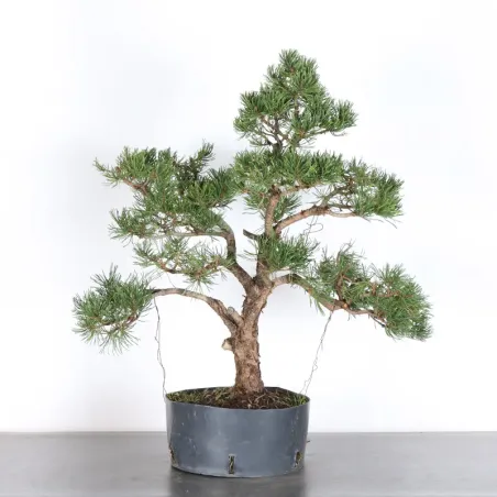 Pin mugo bonsai PM-3-7