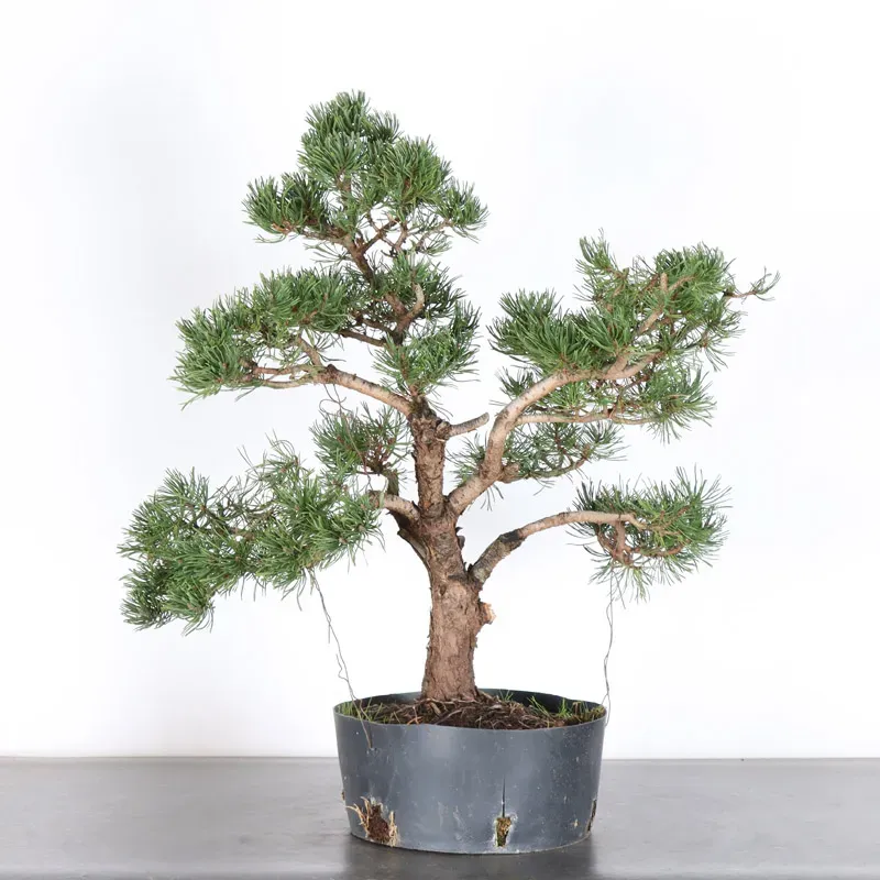 image supplémentaire - BONSAI PIN MUGO 3-7