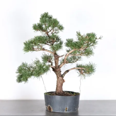 image supplémentaire - BONSAI PINUS MUGO 3-7