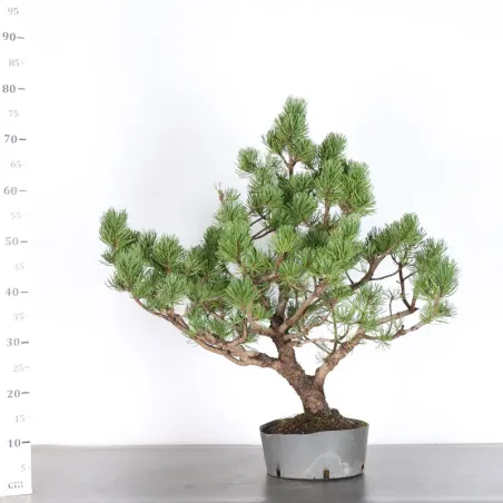 image supplémentaire - PREBONSAI PIN MUGO 3-8