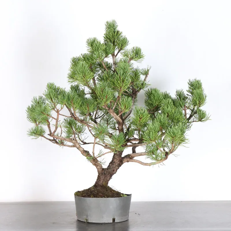 Pin mugo bonsai PM-3-8