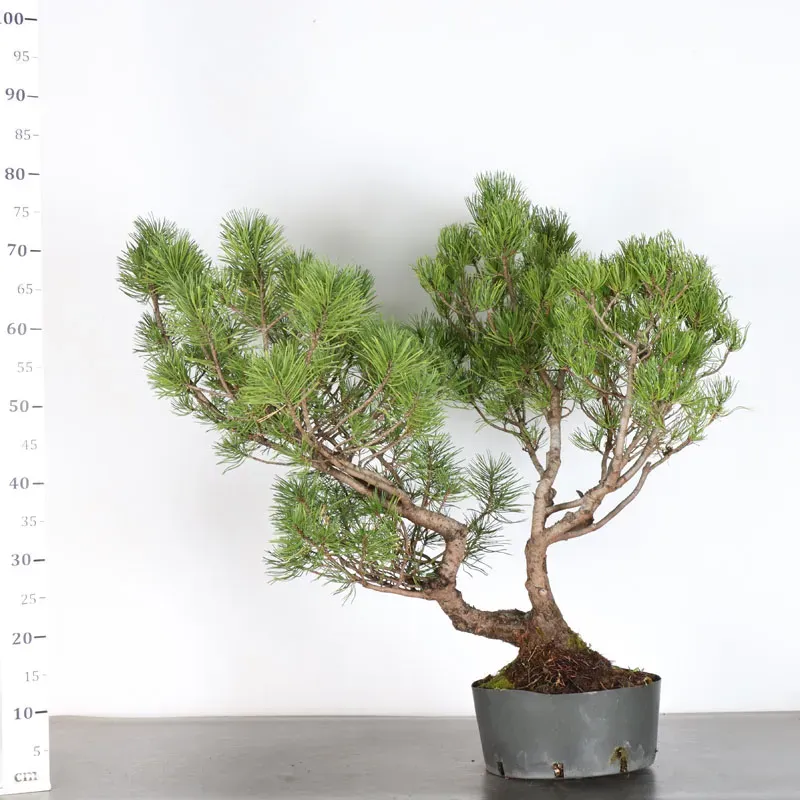 image supplémentaire - PREBONSAI PIN MUGO 3-9