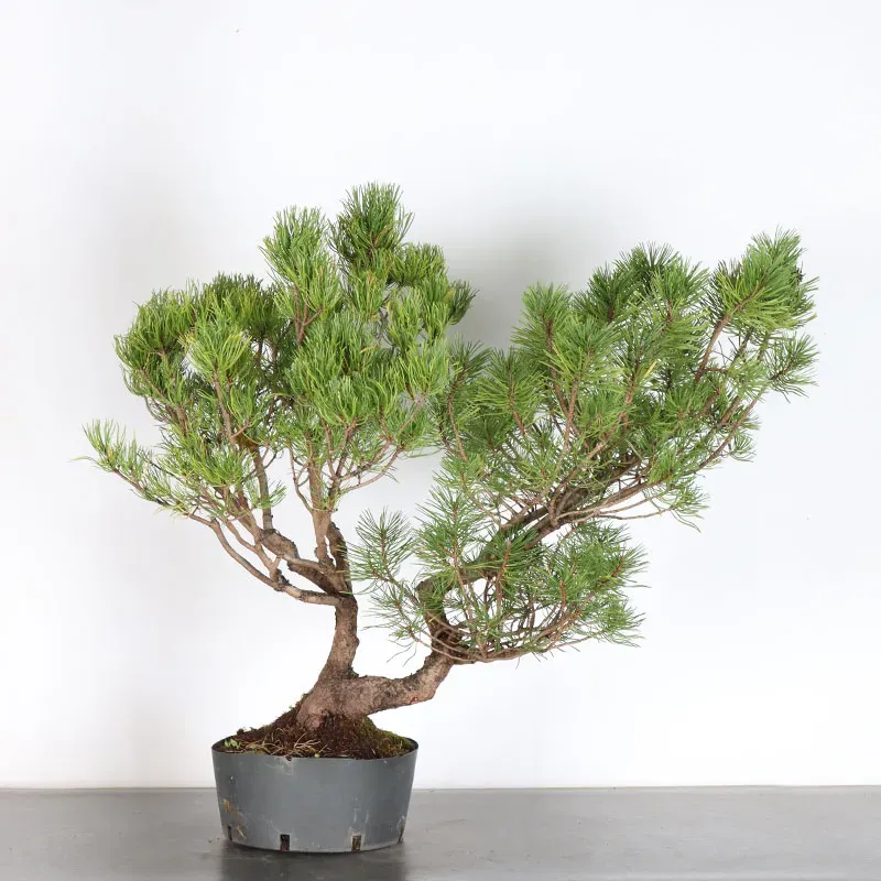 Pin mugo bonsai PM-3-9