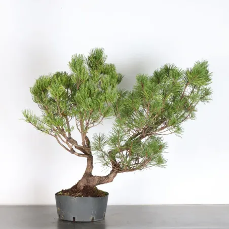 Mugo Bonsai Pine PM-3-9