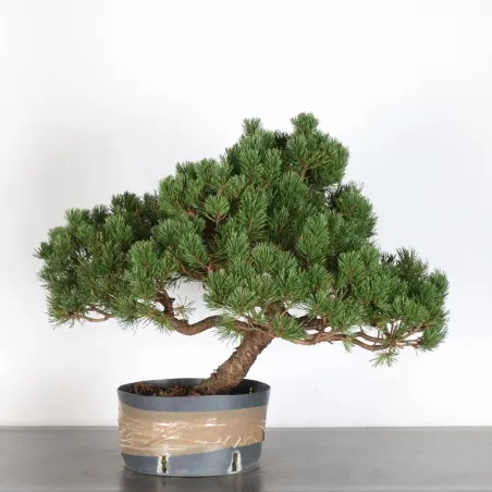 BONSAI PINUS MUGO 3-10