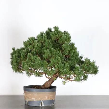 image supplémentaire - BONSAI PINUS MUGO 3-10