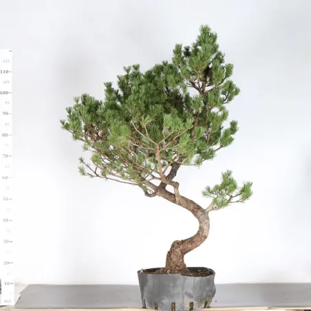 image supplémentaire - BONSAI PINUS MUGO 3-11