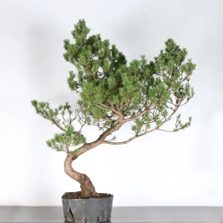 BONSAI PINUS MUGO 3-11