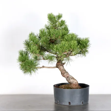 image supplémentaire - PREBONSAI PIN MUGO 3-12