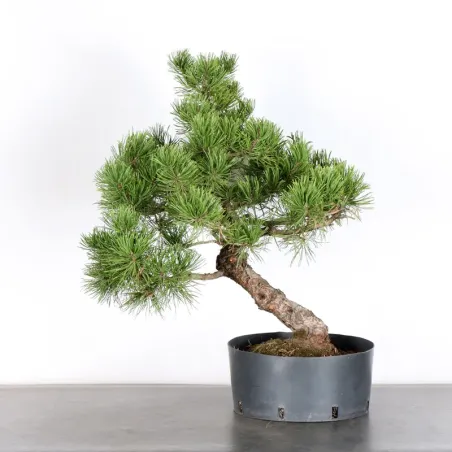 PREBONSAI PINUS MUGO 3-12