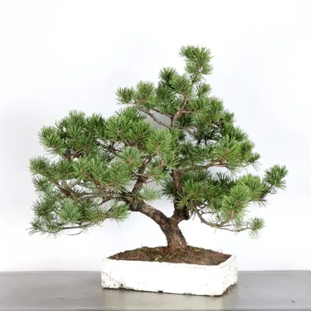 BONSAI PINUS MUGO 3-13