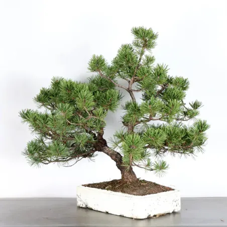 image supplémentaire - BONSAI PINUS MUGO 3-13