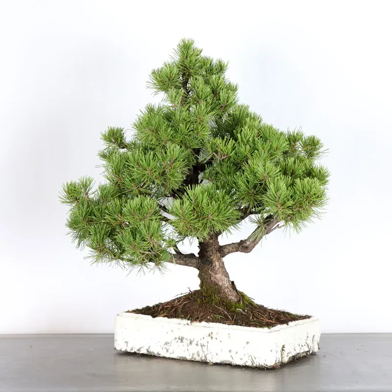 PREBONSAI PIN MUGO 3-14