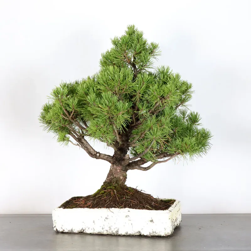 image supplémentaire - PREBONSAI PIN MUGO 3-14