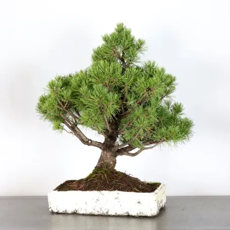 image supplémentaire - PREBONSAI PIN MUGO 3-14