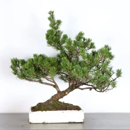 PREBONSAI PIN MUGO 3-15