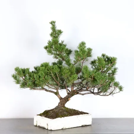 image supplémentaire - PREBONSAI PINUS MUGO 3-15
