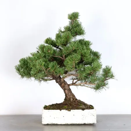 BONSAI PINUS MUGO 3-16