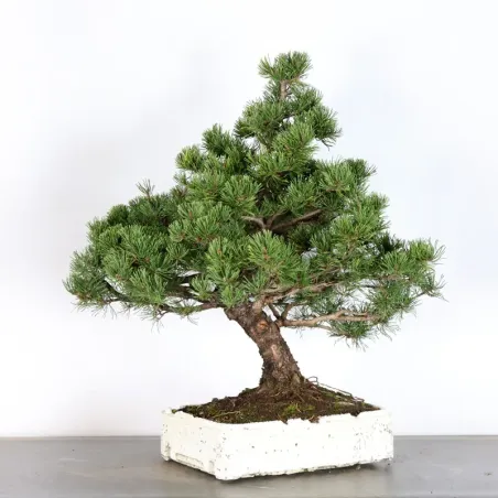image supplémentaire - BONSAI PINUS MUGO 3-16
