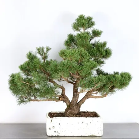 Mugo Bonsai Pine PM-4-1
