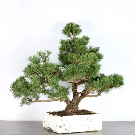 image supplémentaire - BONSAI PIN MUGO 4-1