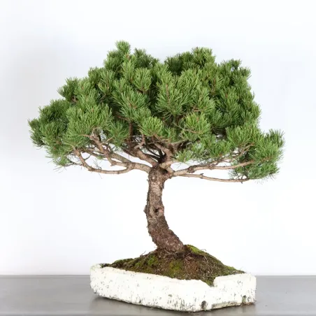 image supplémentaire - BONSAI PIN MUGO 4-2