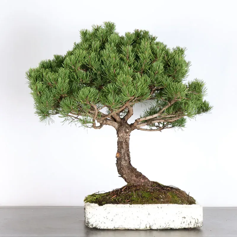Pin mugo bonsai PM-4-2
