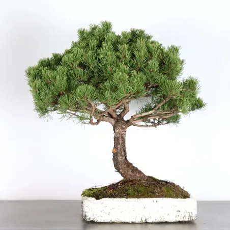 Mugo Bonsai Pine PM-4-2