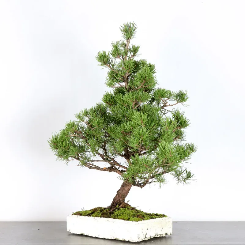 image supplémentaire - BONSAI PINUS MUGO 4-3