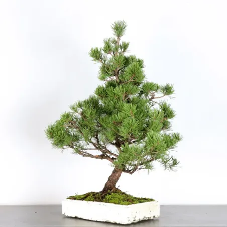 image supplémentaire - BONSAI PINUS MUGO 4-3