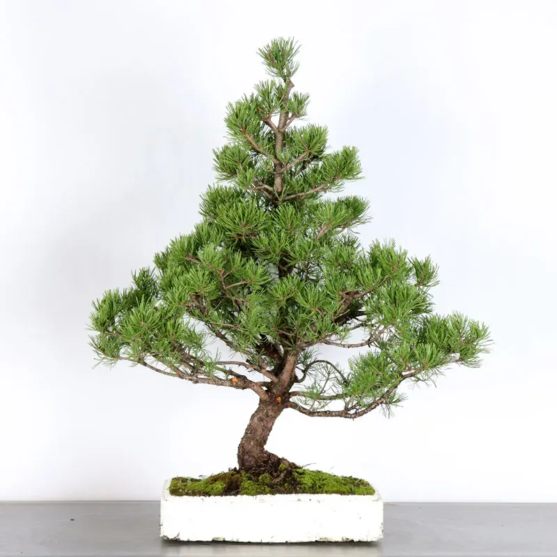 Mugo Bonsai Pine PM-4-3