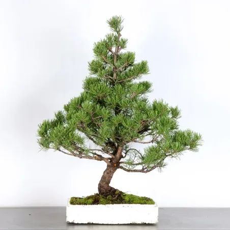 Mugo Bonsai Pine PM-4-3