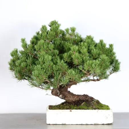 Mugo Bonsai Pine PM-4-4