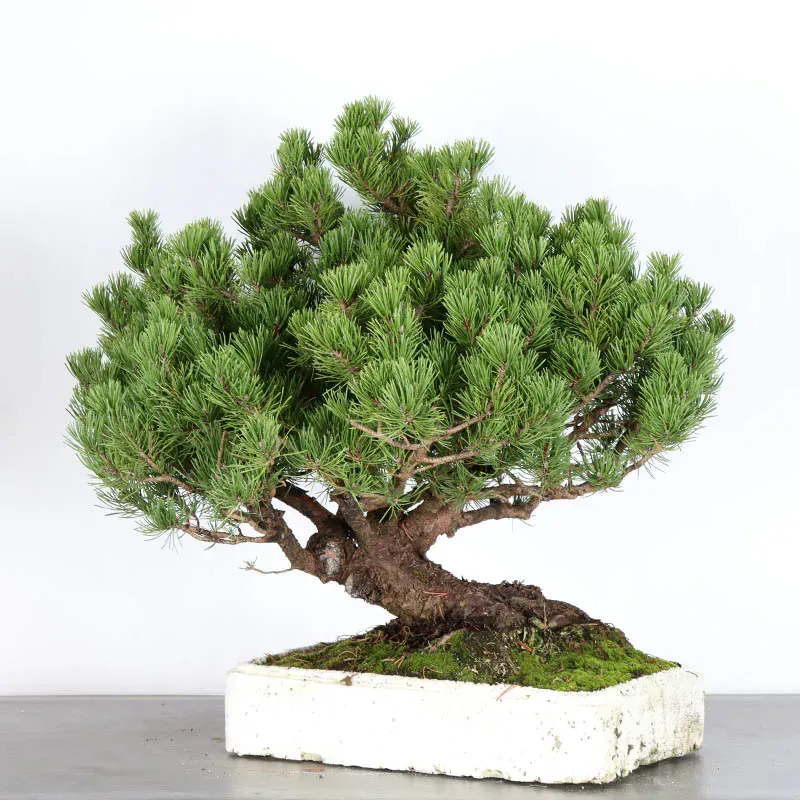 image supplémentaire - BONSAI PIN MUGO 4-4