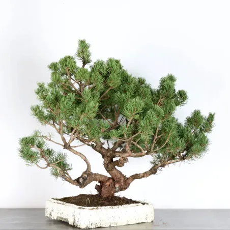 Mugo Bonsai Pine PM-4-5