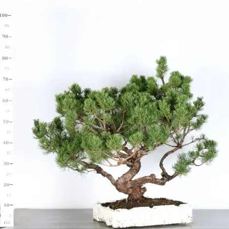 image supplémentaire - BONSAI PINUS MUGO 4-5