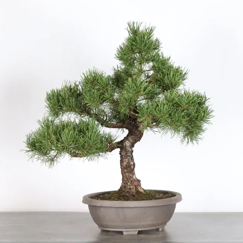 Pin mugo bonsai PM-4-7