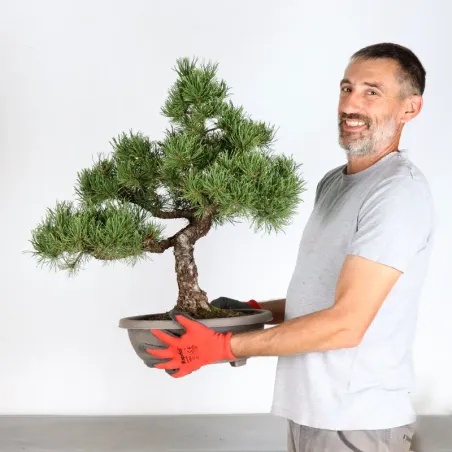 image supplémentaire - BONSAI PIN MUGO 4-7