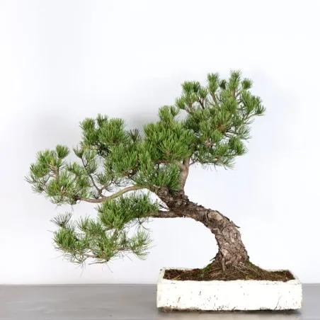 BONSAI PINUS MUGO 4-8